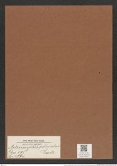 Actinocyclus pellucidus Castr. (de-Toni-Nr.: Genus 195, Species 4794) Zeichnungen Sammlung Grunow Mappe 04654 (Herbarium_W_Grunow_drawings_Folder_04654)